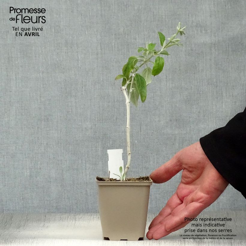 Exemplaar van Salvia discolor - Peruaanse salie Kweekpotje van 7/8 cm zoals geleverd in de lente