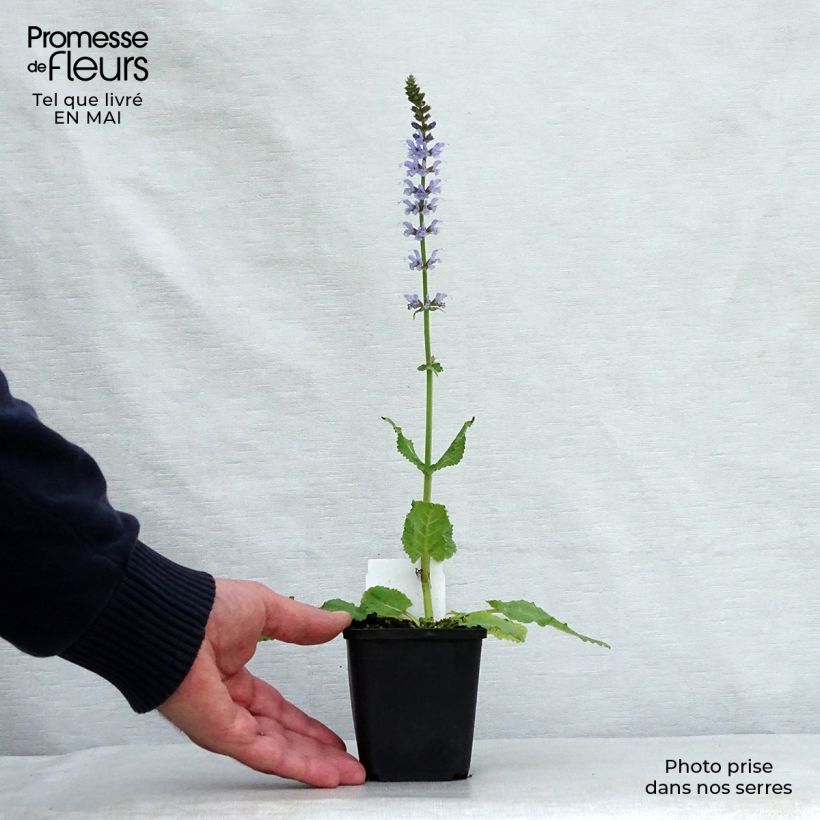 Exemplaar van Salvia nemorosa Colorspires Crystal Blue - Bossalie Kweekpotje van 8/9 cm zoals geleverd in de lente