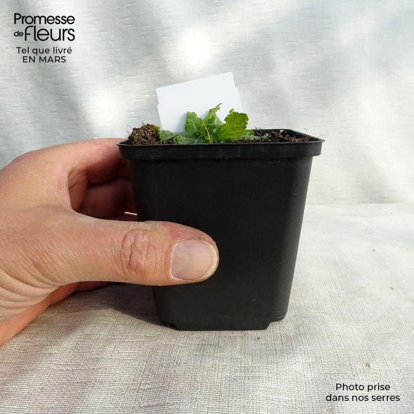 Example of Sauge Crystal Blue - Sauge des bois. Kweekpotje van 8/9 cm as you get in hiver