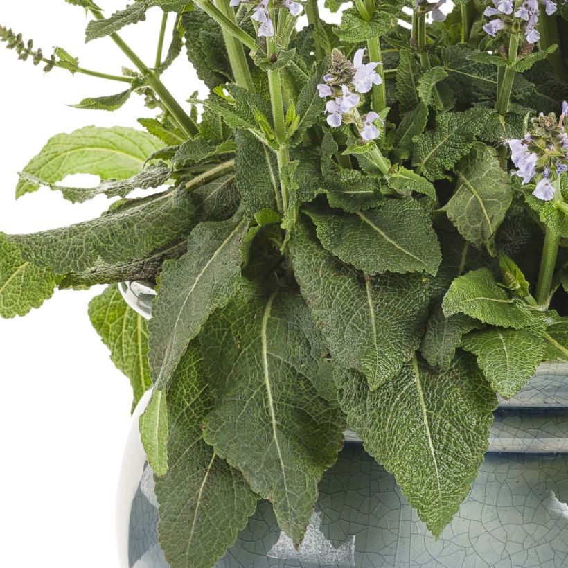 Salvia nemorosa Colorspires Crystal Blue - Bossalie (Foliage)
