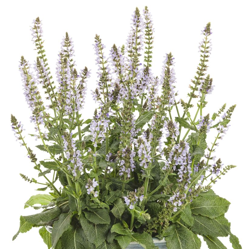 Salvia nemorosa Colorspires Crystal Blue - Bossalie (Bloei)