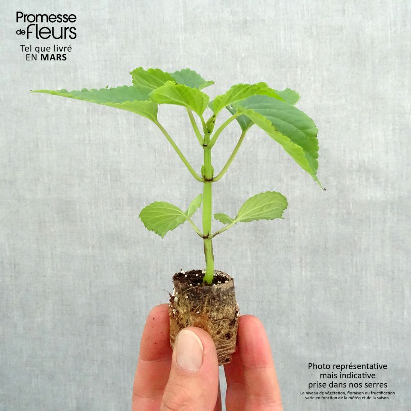 Example of Sauge Gogo Purple Mini-mot Ø 3/4 cm as you get in printemps