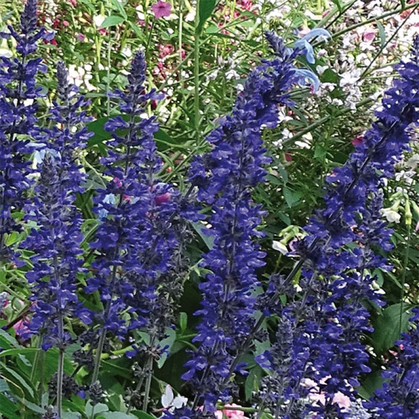 Salvia Big Blue - Meelsalie (Flowering)