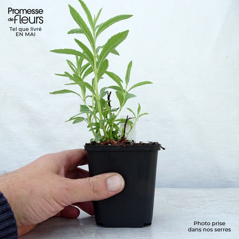 Exemplaar van Salvia uliginosa African Skies - Moerassalie Kweekpotje van 8/9 cm zoals geleverd in de lente