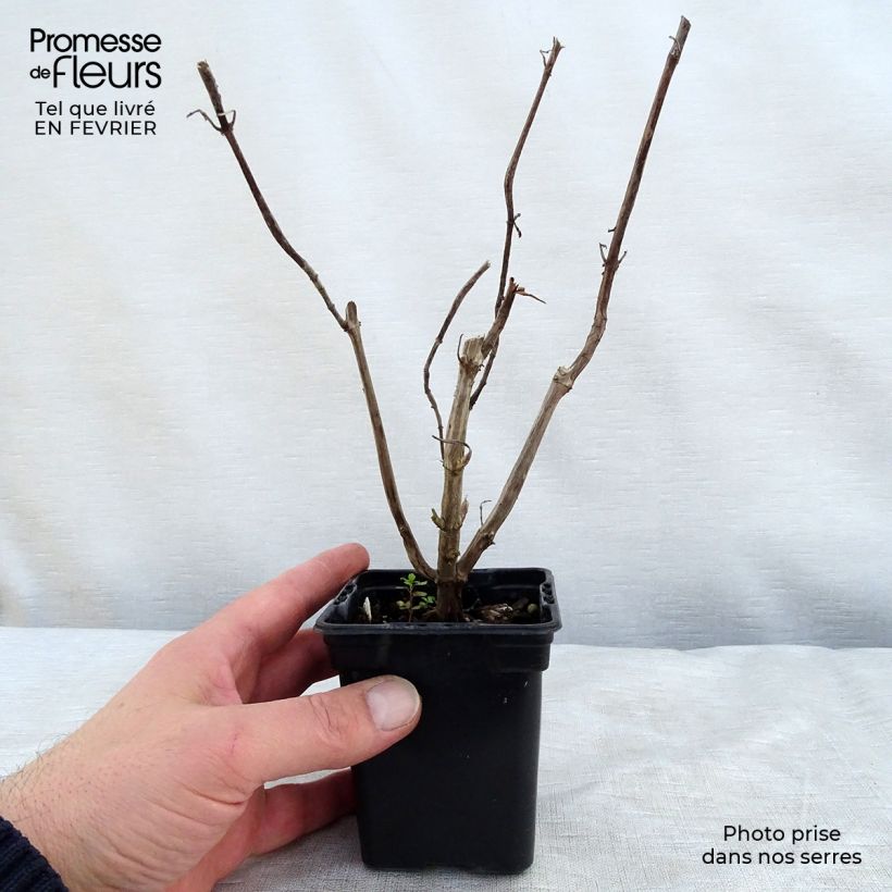 Example of Salvia elegans Golden Delicious - Ananassalie Kweekpotje van 7/8 cm as you get in hiver