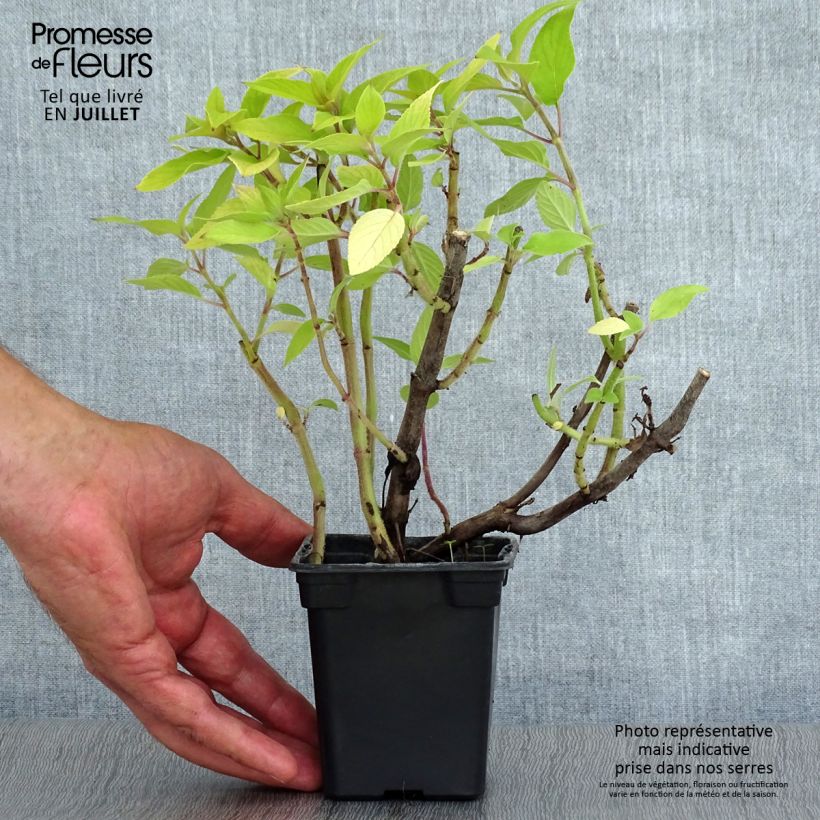 Exemplaar van Salvia elegans Golden Delicious - Ananassalie Kweekpotje van 7/8 cm zoals geleverd in de zomer