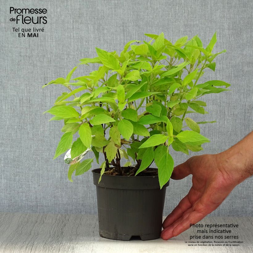 Exemplaar van Salvia elegans Golden Delicious - Ananassalie Pot van 1,5 l/2 l zoals geleverd in de lente