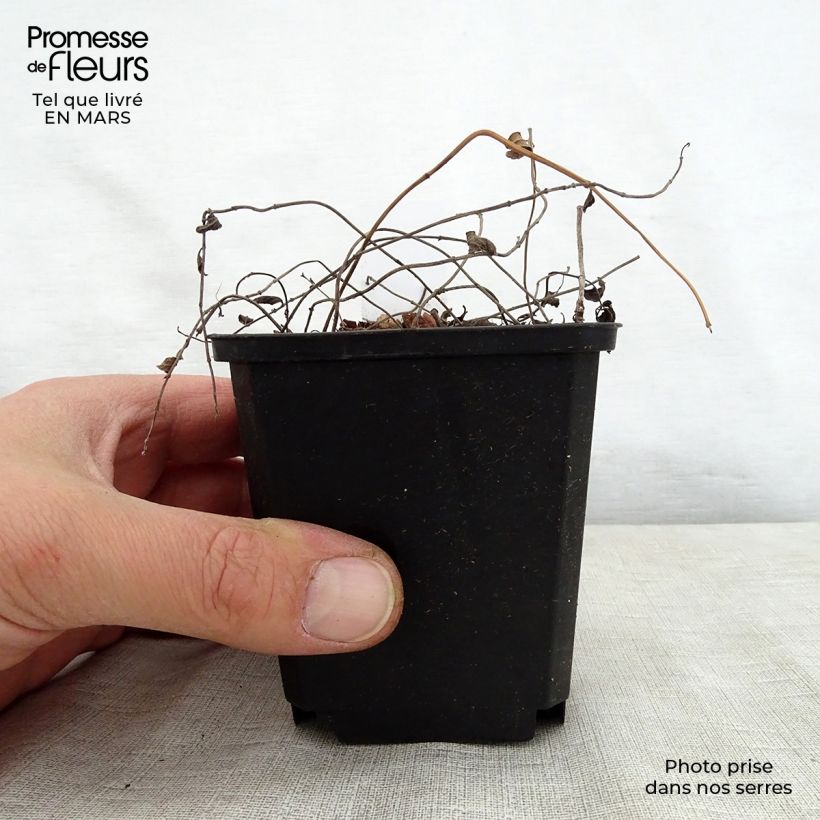 Exemplaar van Salvia forreri - Salie Kweekpotje van 8/9 cm zoals geleverd in de lente