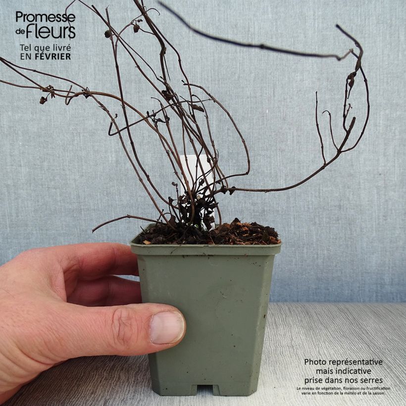 Example of Salvia forreri - Salie Kweekpotje van 8/9 cm as you get in hiver