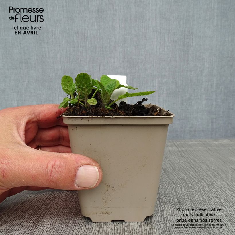 Exemplaar van Salvia forsskaolei - Salie Kweekpotje van 8/9 cm zoals geleverd in de lente