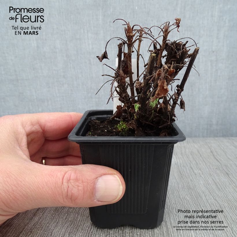 Example of Sauge - Salvia glutinosa Kweekpotje van 8/9 cm as you get in hiver