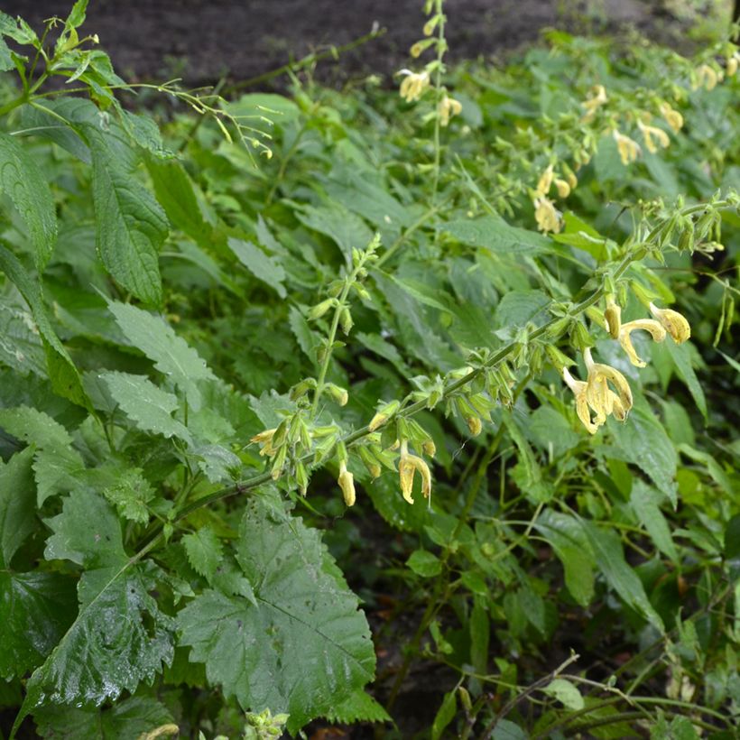 Salvia glutinosa - Kleverige salie (Groeiplaats)