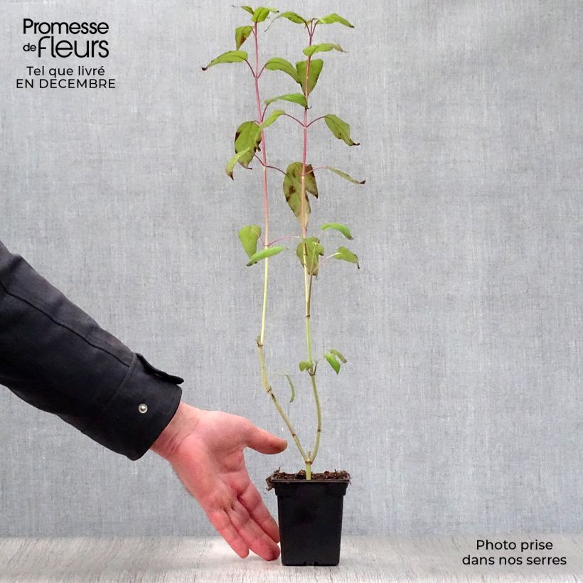 Example of Sauge - Salvia involucrata Bethelii Kweekpotje van 7/8 cm as you get in hiver