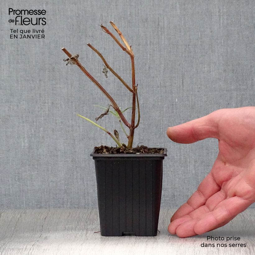 Example of Salvia leucantha - Mexicaanse salie Kweekpotje van 7/8 cm as you get in hiver