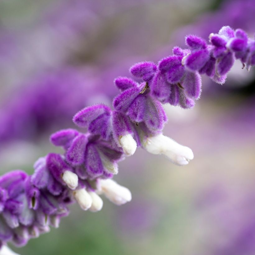 Salvia leucantha - Mexicaanse salie (Bloei)