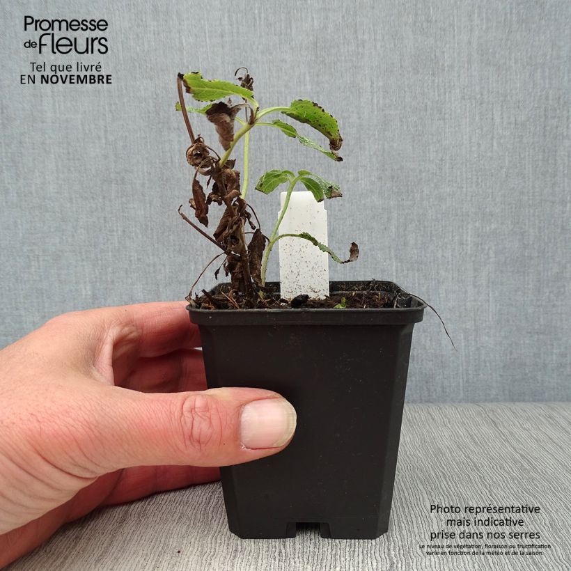 Exemplaar van Salvia nemorosa Amethyst - Bossalie Kweekpotje van 8/9 cm zoals geleverd in de herfst