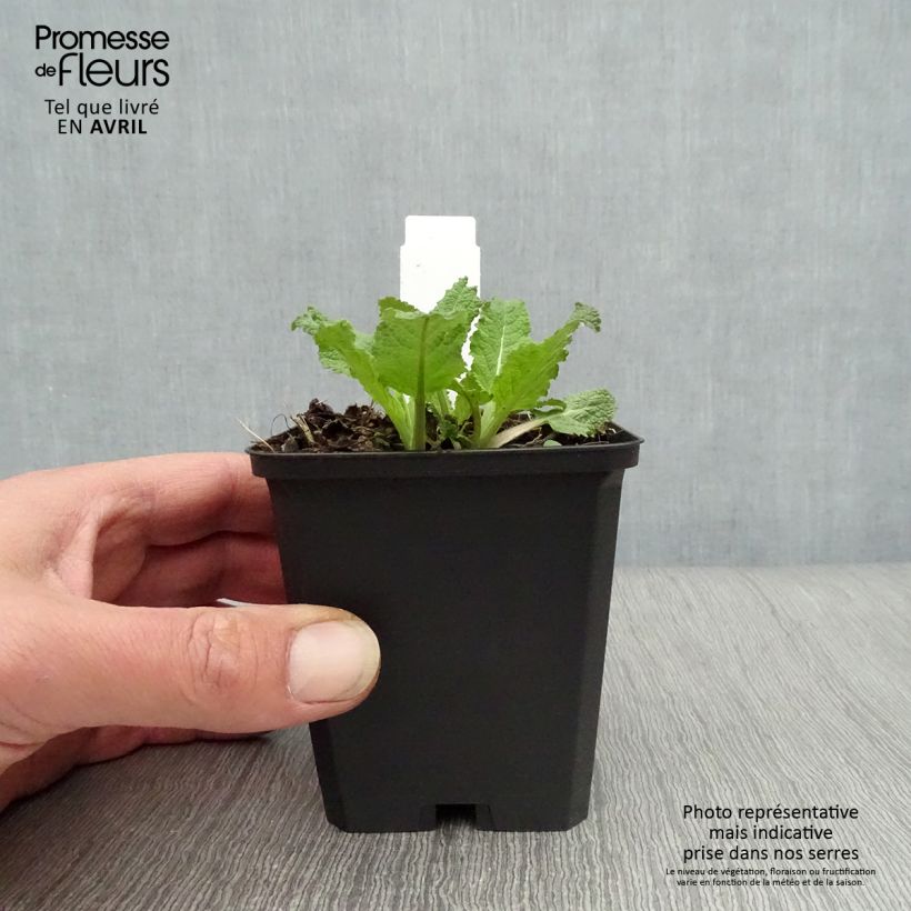 Exemplaar van Salvia nemorosa Amethyst - Bossalie Kweekpotje van 8/9 cm zoals geleverd in de lente