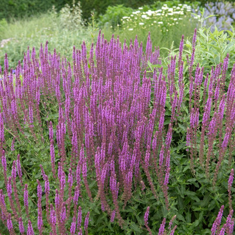 Salvia nemorosa Amethyst - Bossalie (Groeiplaats)
