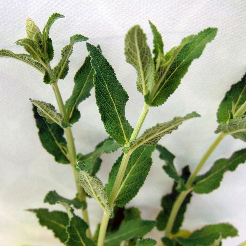Salvia nemorosa Blauhügel - Bossalie (Foliage)