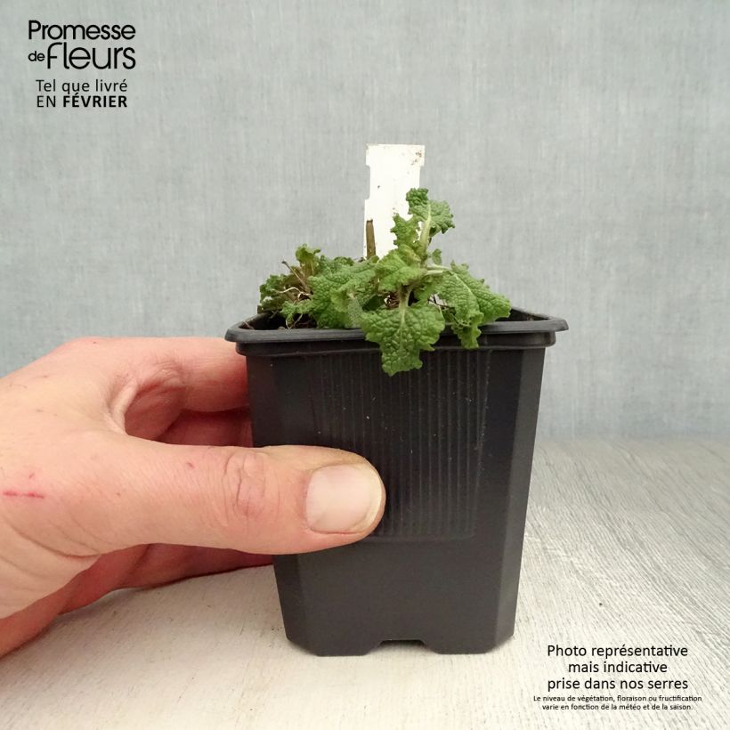 Example of Salvia nemorosa Blauhügel Kweekpotje van 8/9 cm as you get in hiver