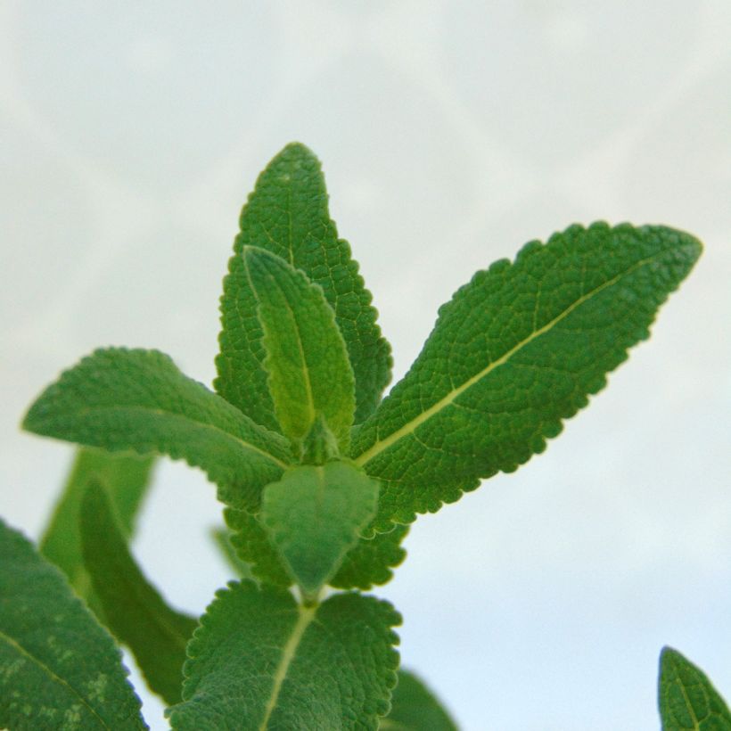 Salvia nemorosa Caradonna - Bossalie (Foliage)