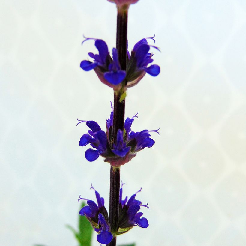 Salvia nemorosa Caradonna - Bossalie (Flowering)
