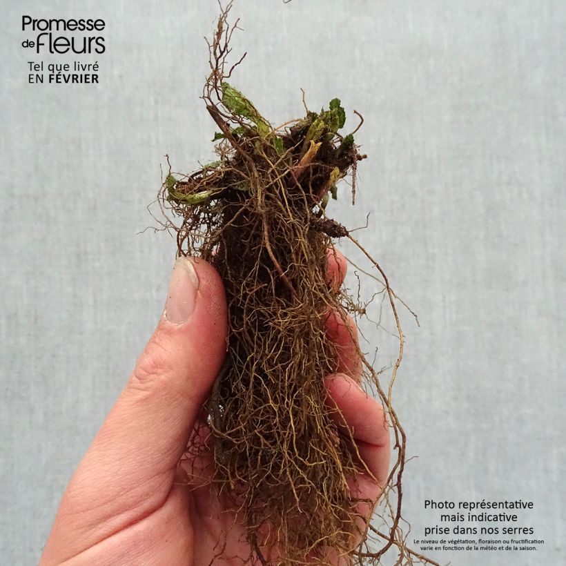 Example of Salvia nemorosa Caradonna Pink - Bossalie Naakte wortel as you get in hiver