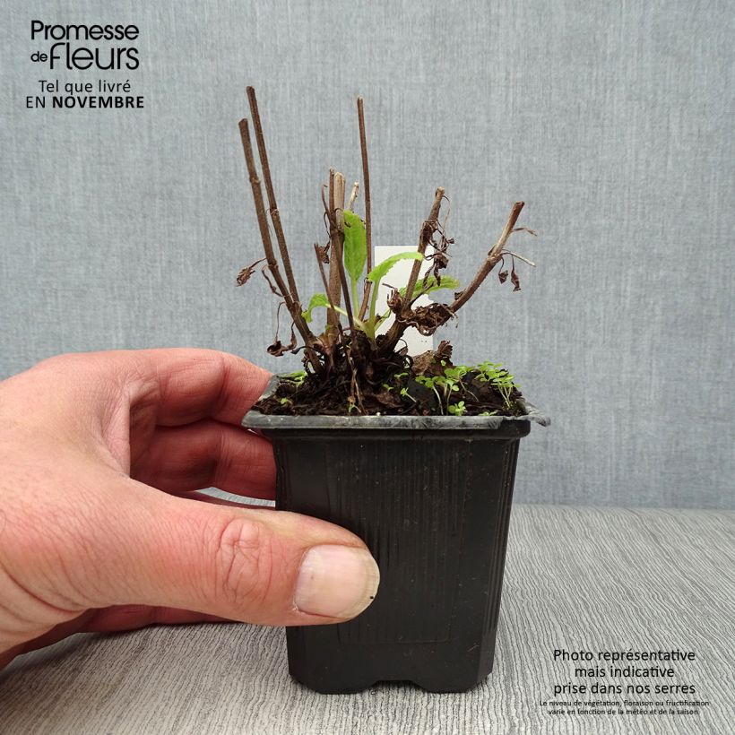 Exemplaar van Salvia nemorosa Caradonna - Bossalie Kweekpotje van 8/9 cm zoals geleverd in de herfst