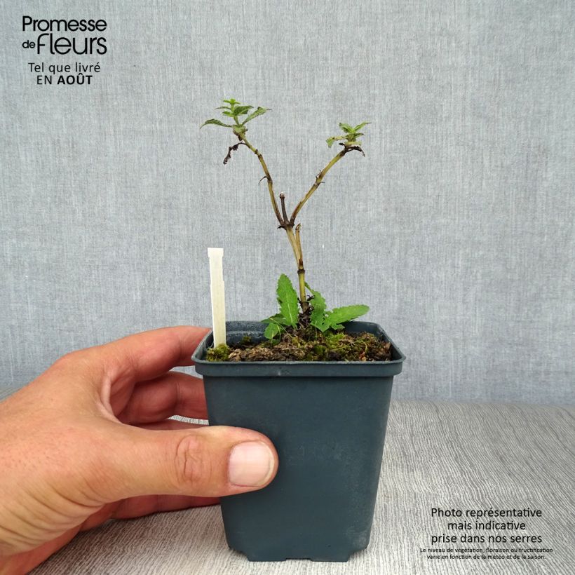 Exemplaar van Salvia nemorosa Schwellenburg - Bossalie Kweekpotje van 8/9 cm zoals geleverd in de zomer