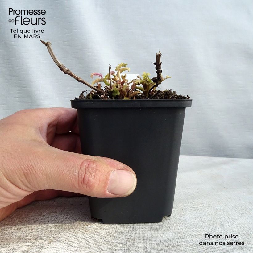 Example of Salvia nemorosa Schwellenburg - Bossalie Kweekpotje van 8/9 cm as you get in hiver