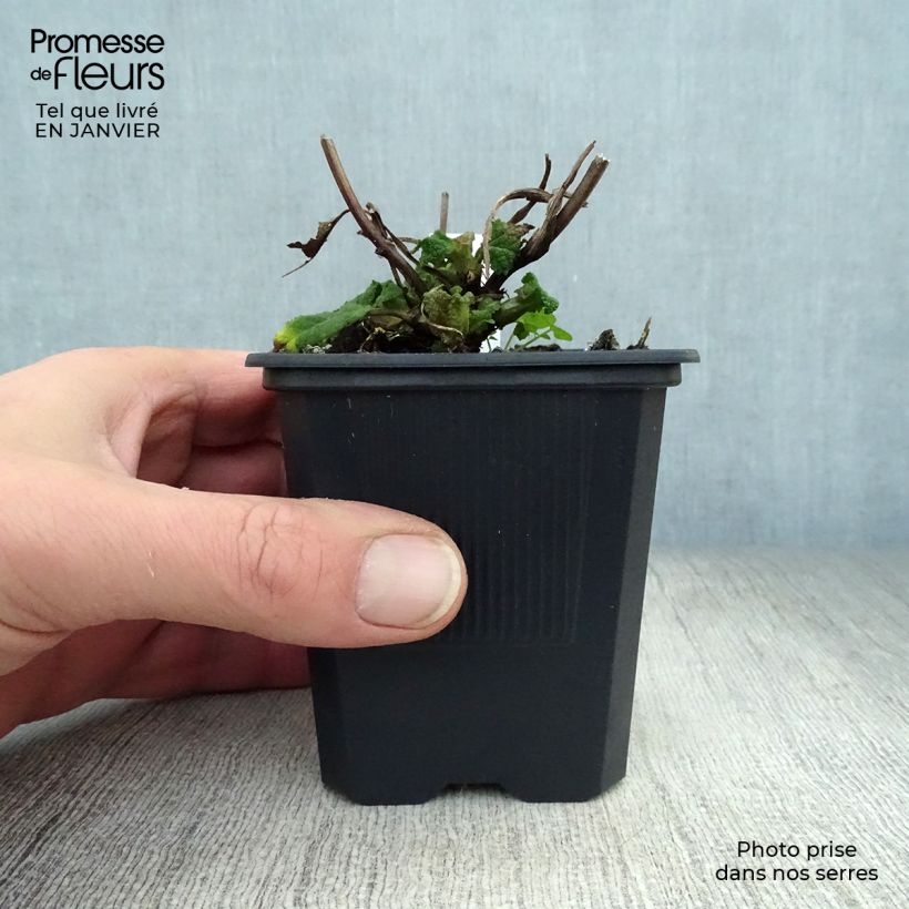 Example of Sauge - Salvia sylvestris Rhapsody in Blue Kweekpotje van 8/9 cm as you get in hiver