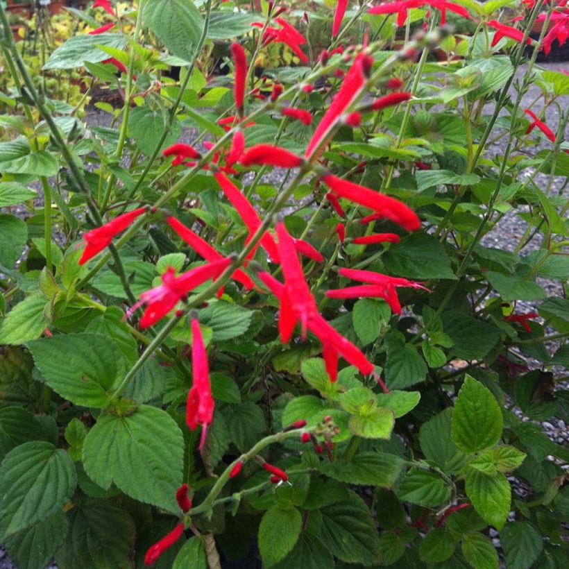 Ananassalie Tangerine  - Salvia elegans (Groeiplaats)