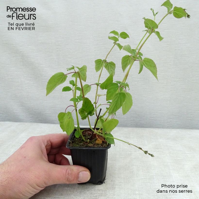 Exemplaar van Ananassalie Tangerine  - Salvia elegans Kweekpotje van 7/8 cm zoals geleverd in de winter