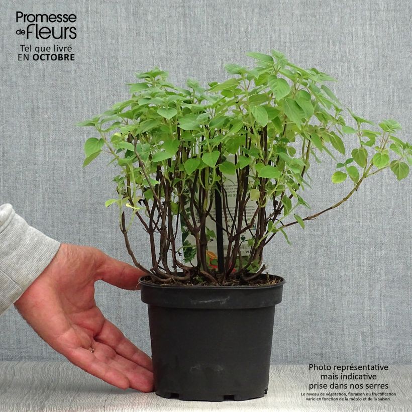 Exemplaar van Ananassalie Tangerine  - Salvia elegans Pot van 1,5 l/2 l zoals geleverd in de herfst