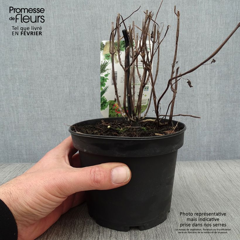 Exemplaar van Ananassalie Tangerine  - Salvia elegans Pot van 1,5 l/2 l zoals geleverd in de winter