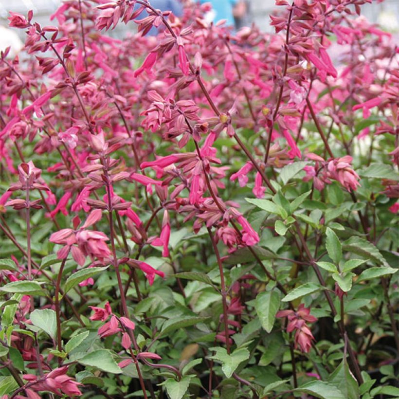 Salvia Wendys Wish - Vuursalie (Flowering)