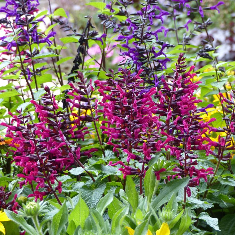 Salvia Rocking Fuchsia (Plant habit)