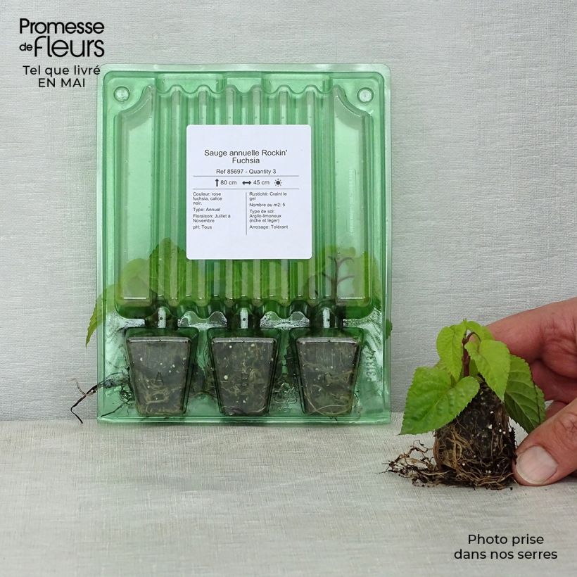 Example of Sauge annuelle Rockin' Fuchsia Mini-mot Ø 3/4 cm as you get in printemps