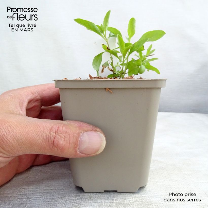 Exemplaar van Salvia greggii Amethyst Lips - Herfstsalie Kweekpotje van 8/9 cm zoals geleverd in de lente