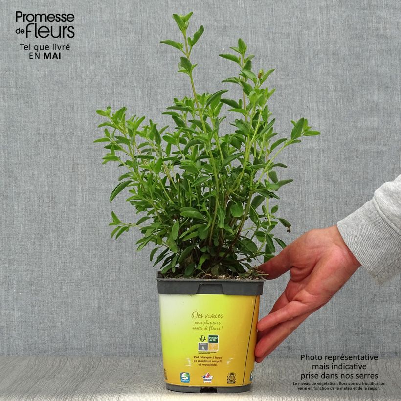 Exemplaar van Salvia jamensis Belle de Loire - Struiksalie Pot van 2 l/3 l zoals geleverd in de lente