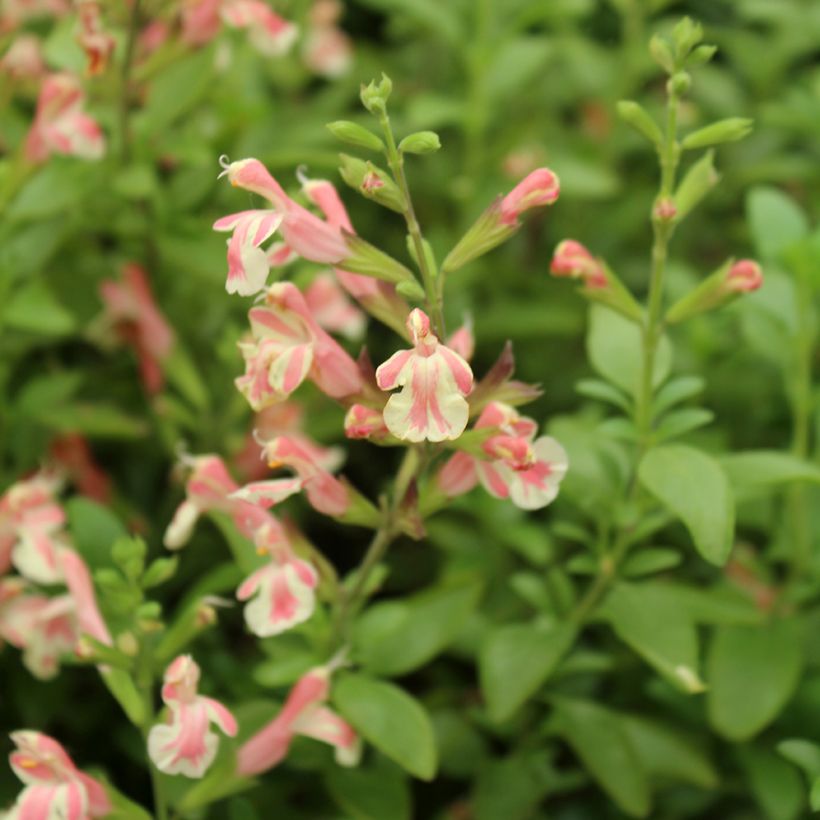Salvia jamensis Belle de Loire - Struiksalie (Bloei)
