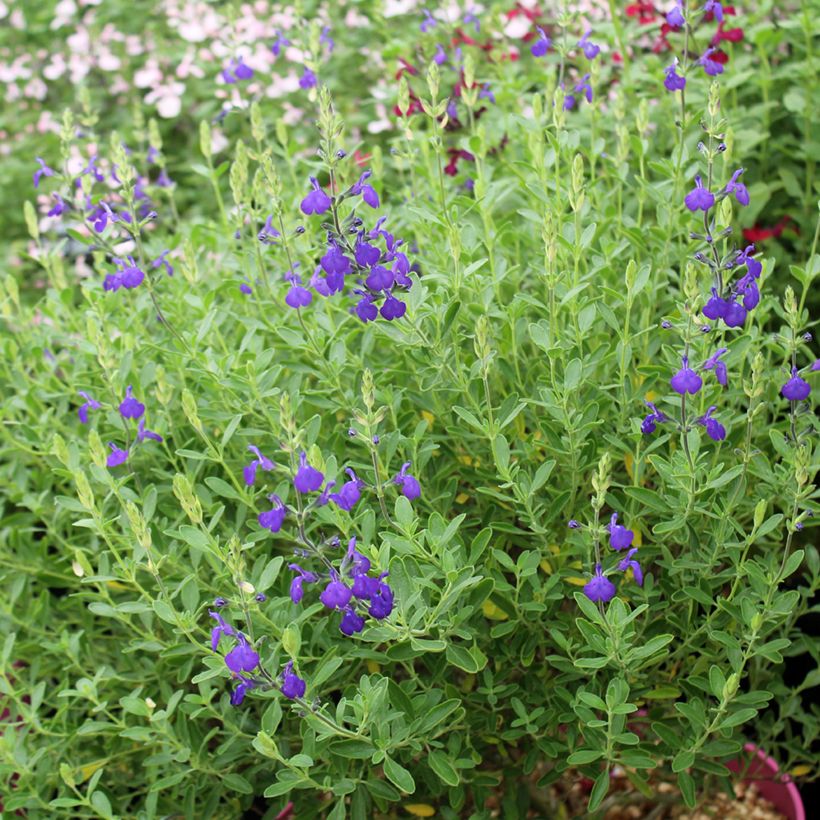 Salvia microphylla Blue Note - Struiksalie (Groeiplaats)