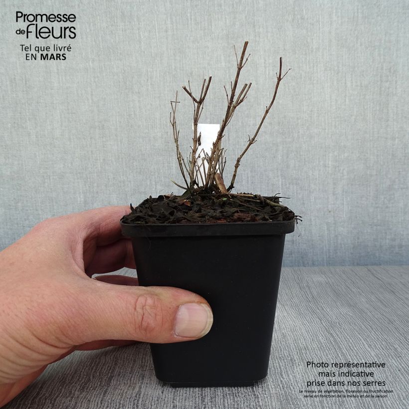 Exemplaar van Salvia microphylla Blue Note - Struiksalie Kweekpotje van 8/9 cm zoals geleverd in de lente