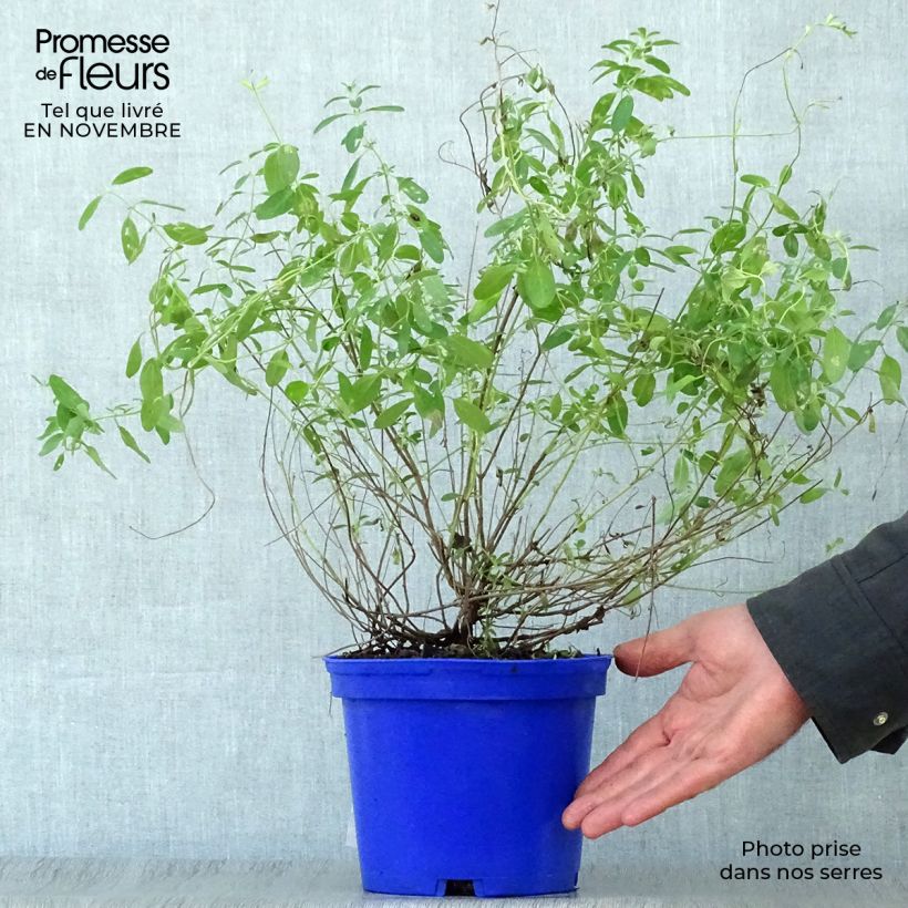 Exemplaar van Salvia microphylla Blue Note - Struiksalie Pot van 2 l/3 l zoals geleverd in de herfst