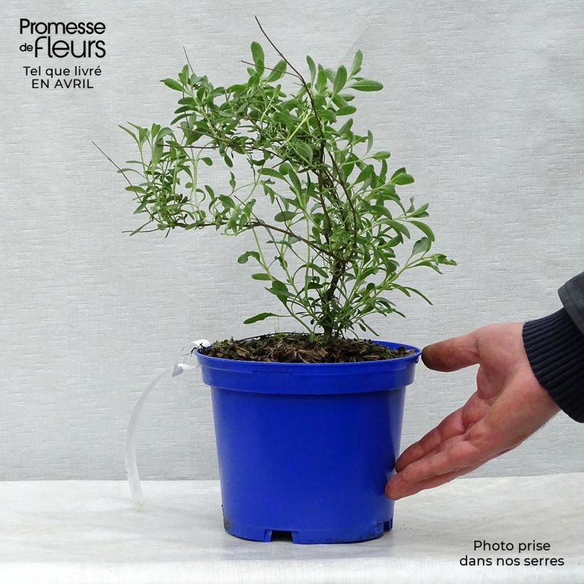 Exemplaar van Salvia microphylla Blue Note - Struiksalie Pot van 2 l/3 l zoals geleverd in de lente