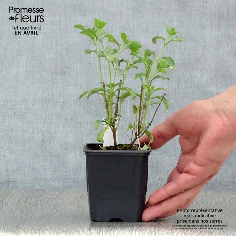 Exemplaar van Salvia jamensis California Sunset - Struiksalie Kweekpotje van 8/9 cm zoals geleverd in de lente