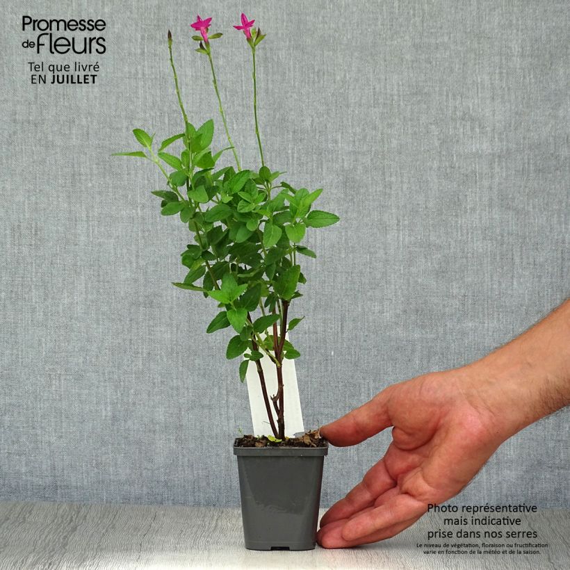 Exemplaar van Salvia microphylla Cerro Potosi - Struiksalie Kweekpotje van 7/8 cm zoals geleverd in de zomer