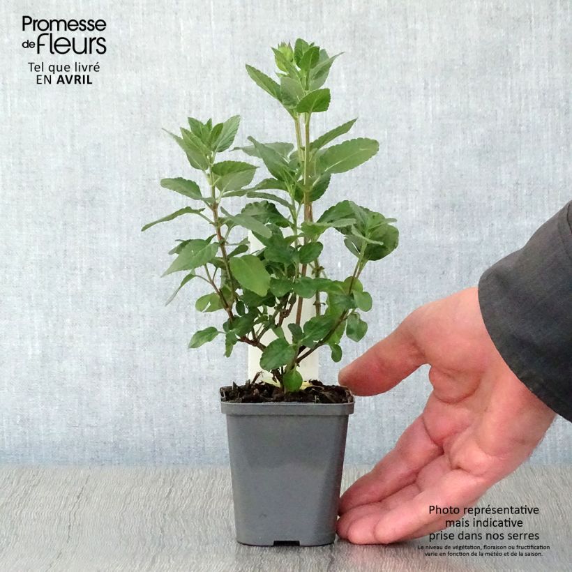 Exemplaar van Salvia microphylla Cerro Potosi - Struiksalie Kweekpotje van 7/8 cm zoals geleverd in de lente