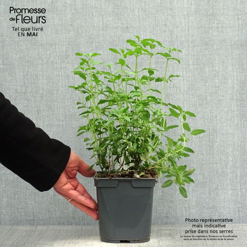 Exemplaar van Salvia greggii Icing Sugar - Herfstsalie Pot van 2 l/3 l zoals geleverd in de lente