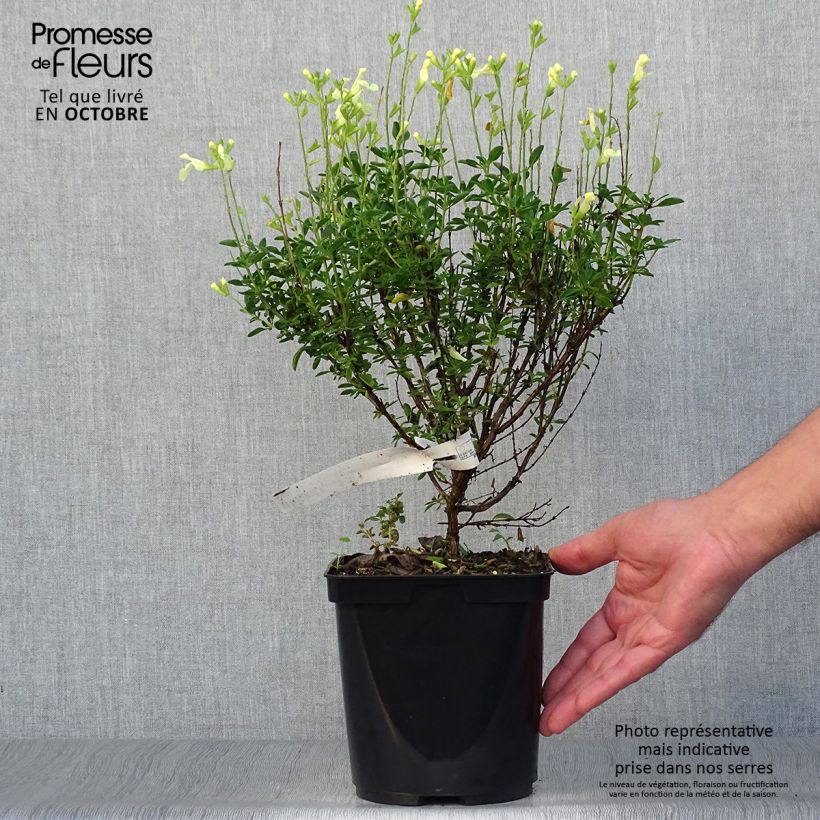Exemplaar van Salvia Lemon Light - Struiksalie Pot van 2 l/3 l zoals geleverd in de herfst